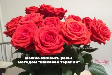 Можно ли реанимировать розы в вазе, и как это сделать?